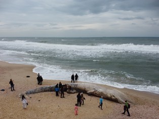 Katastrofa ekologiczna w Izraelu. Wyciek ropy z nieznanego statku zanieczyścił wybrzeże