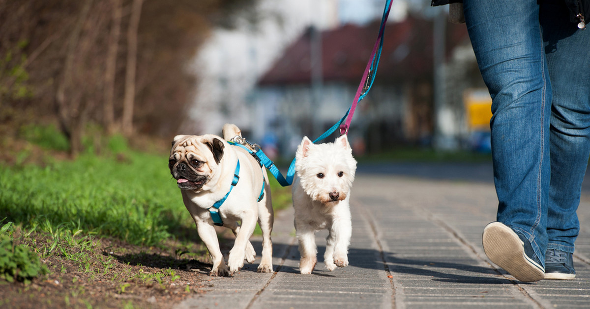 Top 9 Picks for Pawsome Pet-Friendly Stays