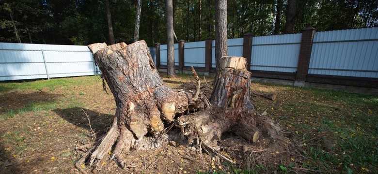 Jakie drzewa można wyciąć bez zezwolenia 2025? Do kiedy można wycinać drzewa na własnej posesji? Jak uniknąć kary za wycięcie drzewa bez pozwolenia?