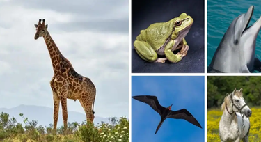 5 animals that never sleep and why