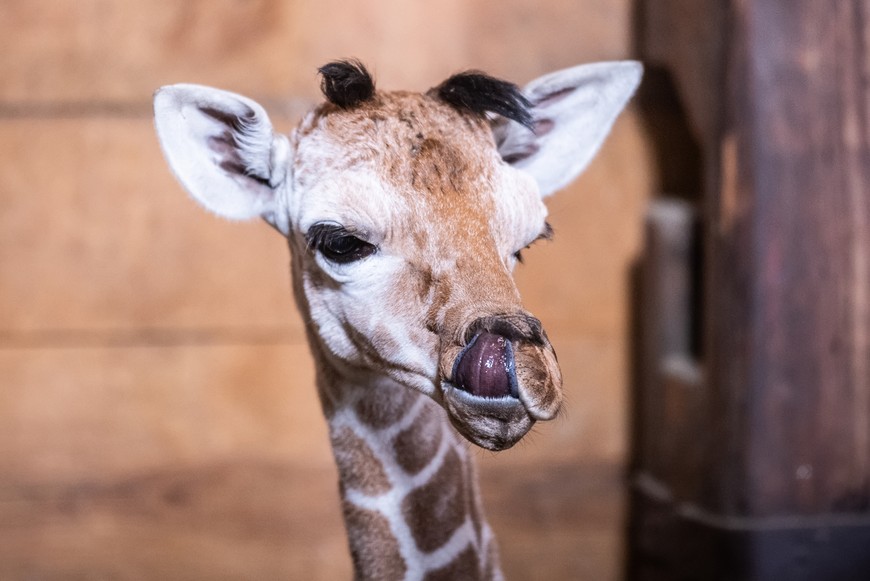 O wrocławskim zoo jest głośno w Polsce