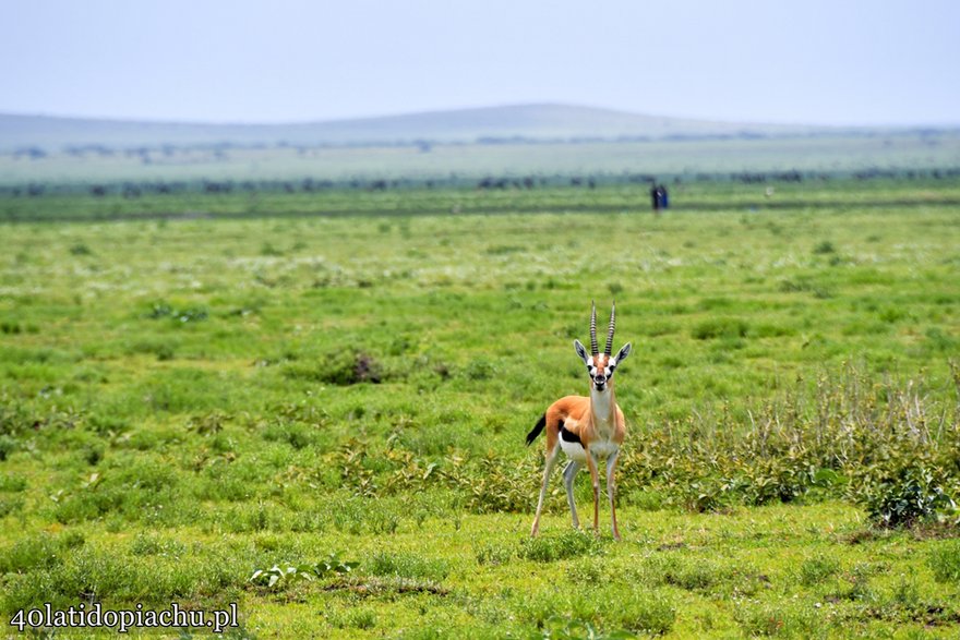 Park Narodowy Serengeti, Tanzania 2021