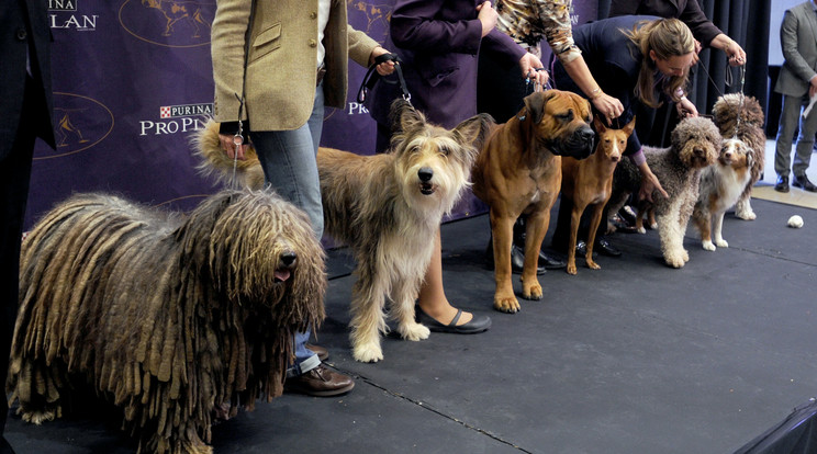 A kutyakiállítás a Madison Square Gardenben volt / Fotó: Northfoto