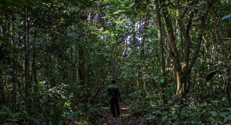 An innovative program to pay Ugandan villagers not to cut down trees shows promise in cutting back carbon emissions, researchers say