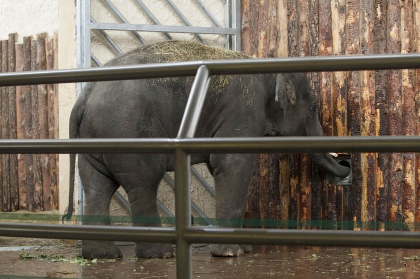 Przywitanie słoni w chorzowskim zoo