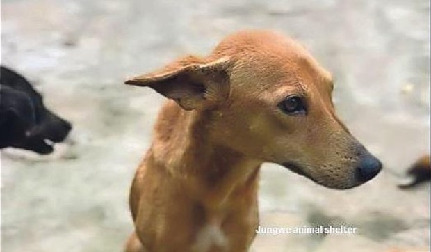 Spašena kuca iz Ugande