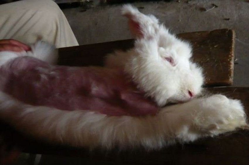 Surovost prema životinajama: Angora zečevima čupaju krzno naživo
