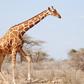 Reticulated giraffe - Giraffa tippelskirchi (c) GCF