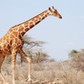 Reticulated giraffe - Giraffa tippelskirchi (c) GCF