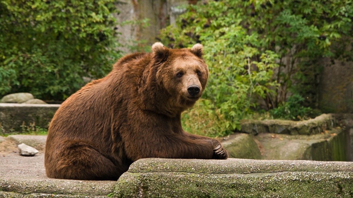 Warszawa: po incydencie z pijanym mężczyzną niedźwiedzice z zoo opuszczą wybieg na Pradze