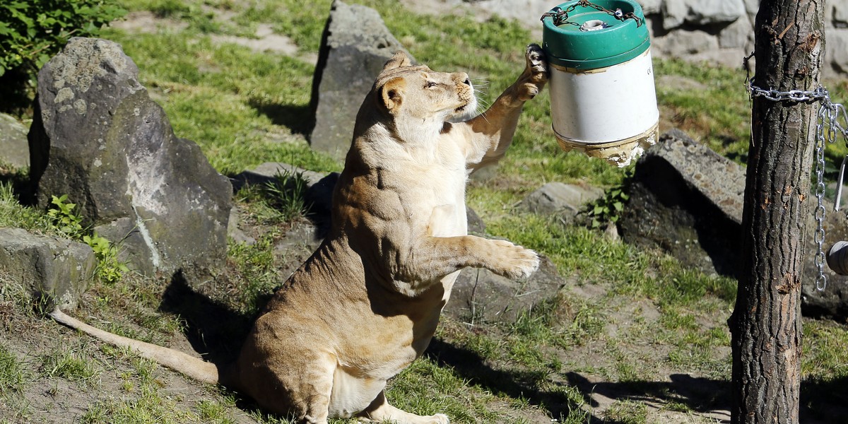 Śląski Ogród∂ Zoologiczny chce wybudować nową lwiarnię dla stada. 