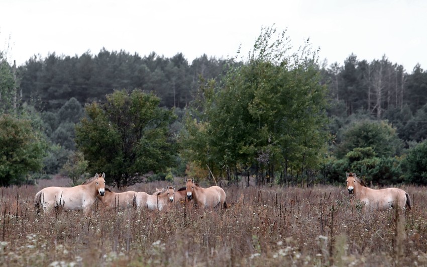 Divlji konji u Černobilju