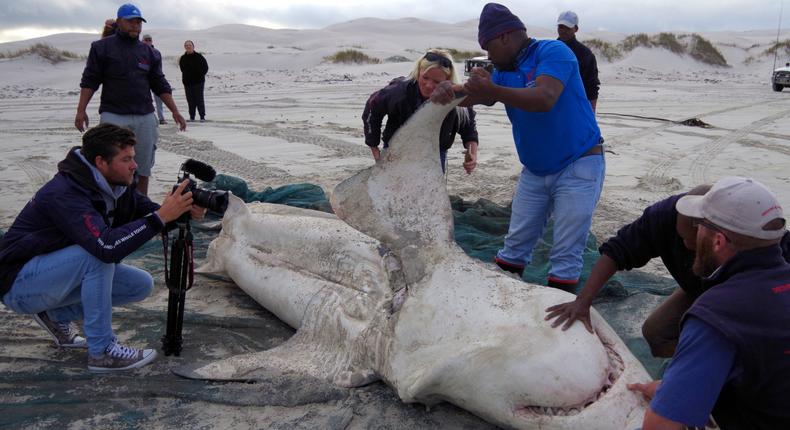 People inspect the carcass of a great white shark.