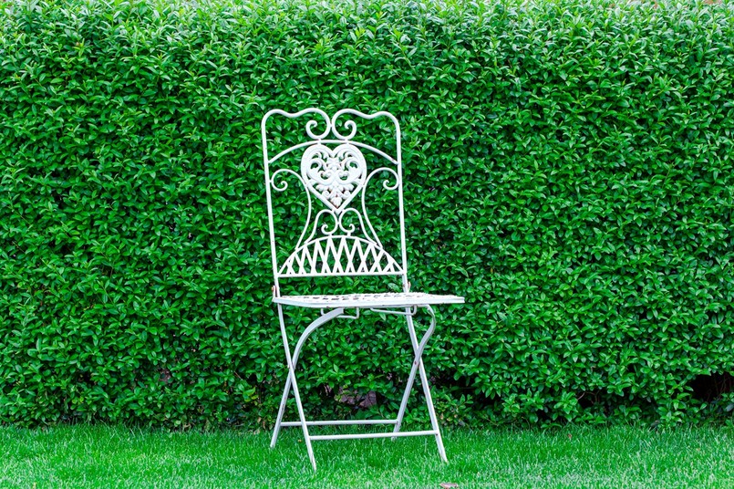 Jaka roślina na żywopłot? Ligustr zimozielony