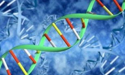 DNA kobiety sprzed 4 tys. lat rozpoznali szczecińscy naukowcy
