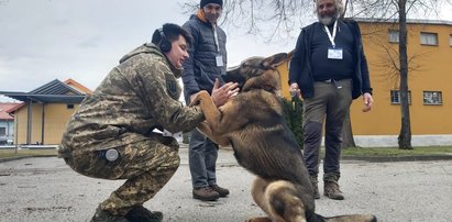 Te czworonogi będą pomagać Ukraińcom. To prawdziwi saperzy na czterech łapach