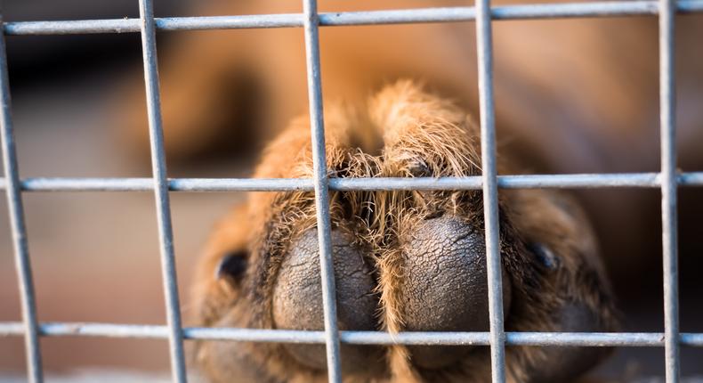 A German Shepherd's paw on the wall of a crate.derketta/Getty Images