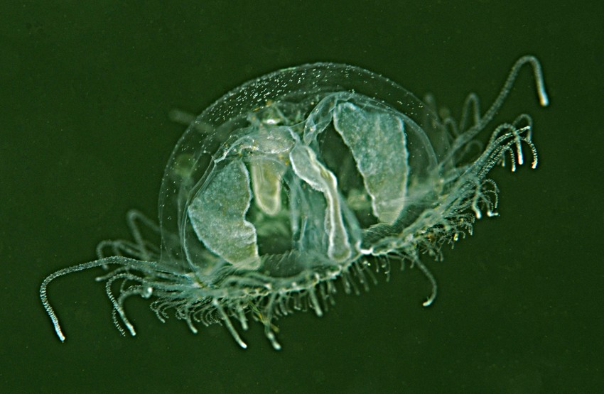 Slatkovodna meduza