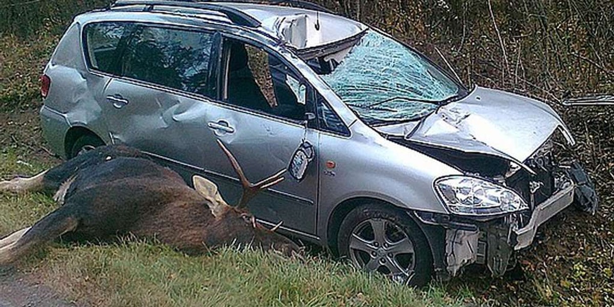 Przeżyli zderzenie z 300 kg łosiem! FOTY