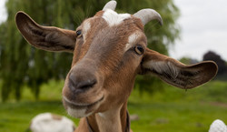 Tragedia w zoo w Lubinie. Głupota zwiedzających doprowadziła do śmierci kozy