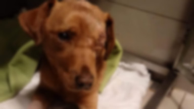 Kto zakopał żywcem psa? Zawodnik MMA daje 10 tys. za wskazanie sprawcy