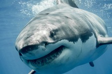 Atak rekina w pobliżu Hurghady. Nie żyje druga kobieta