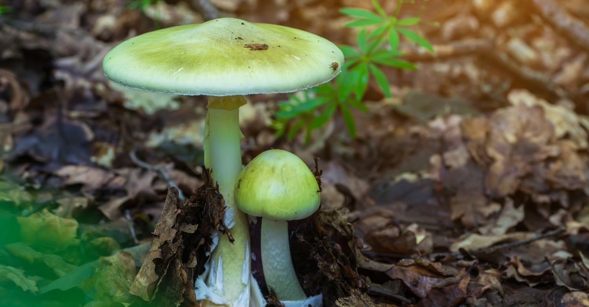 Nazwę Grzyba Którego Najłatwiej Pomylić Z Muchomorem Sromotnikowym Muchomor sromotnikowy — opis, objawy zatrucia, pierwsza pomoc, leczenie