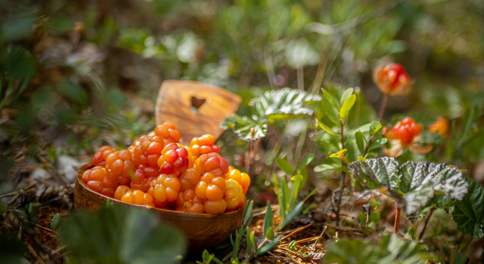 Zrelé plody morušky majú charakteristickú zlatožltú až oranžovú farbu a svojím tvarom pripomínajú maliny. Moruška prirodzene rastie v chladných oblastiach severnej pologule, najmä na vlhkých rašeliniskách, vresoviskách a tundre.