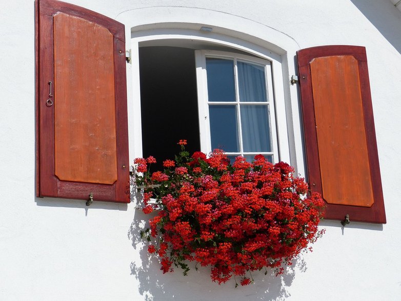 Pelargonie