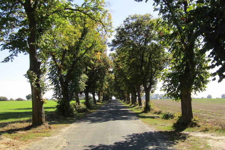 Aleja prowadząca do pałacu, Górzno