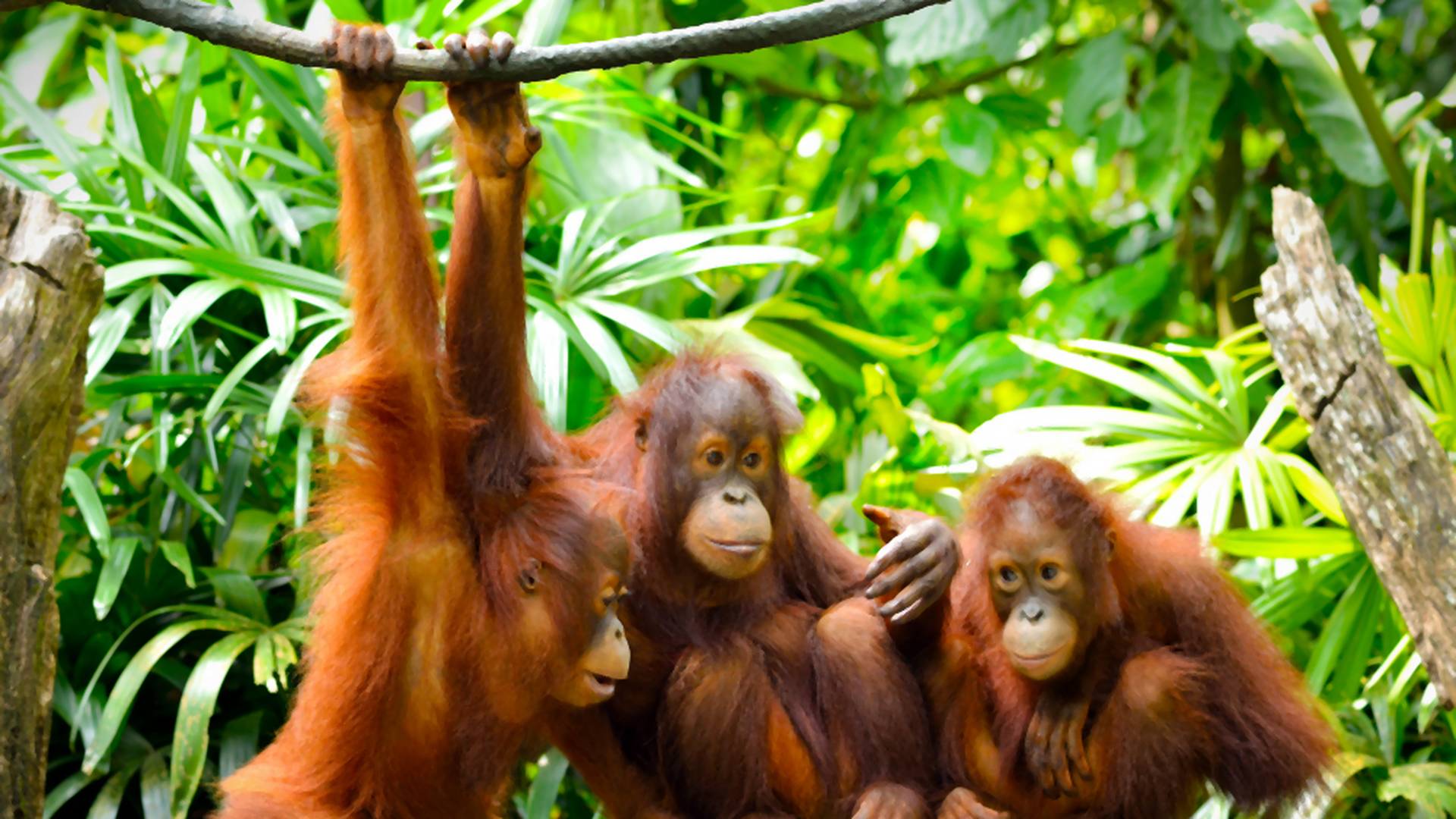 Greenpeace alarmuje, że produkcja Oreo przyczynia się do śmierci orangutanów. Firma odpowiada
