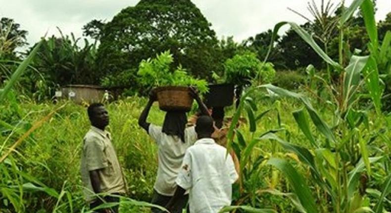 A plantation farm