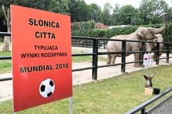 Słonica Citta wytypowała wynik meczu Polska - Senegal. Na mundialu jeszcze nigdy nie przegraliśmy z drużyną z Afryki