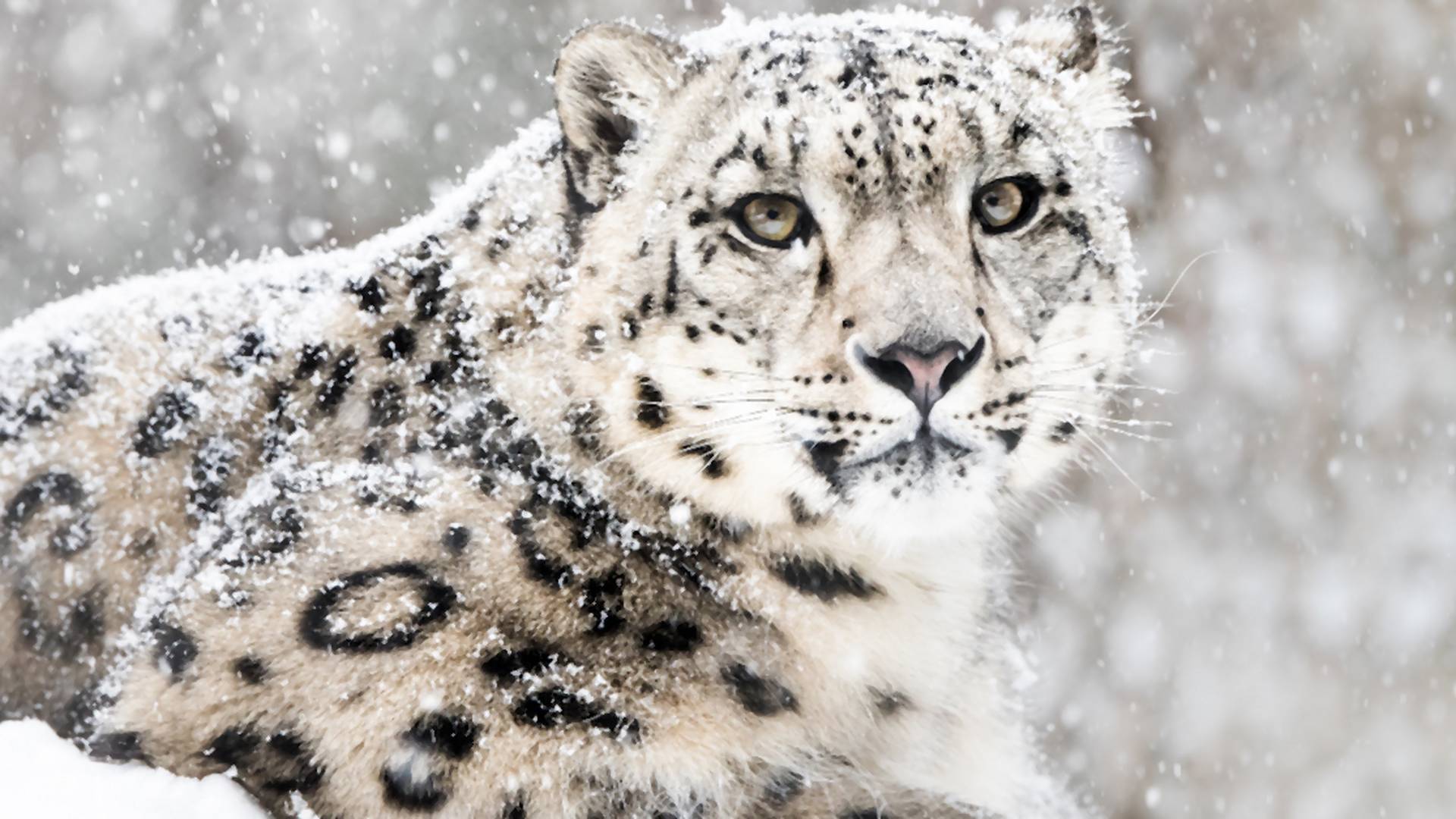 Vo východnom Tibete prvýkrát natočili leopardy snežné