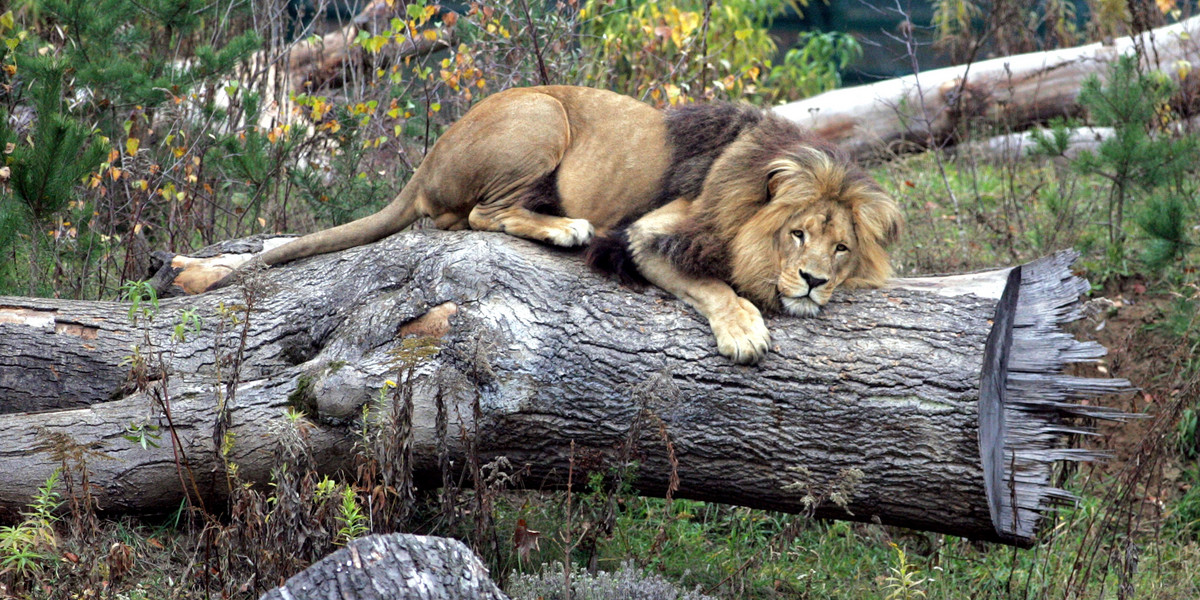 Zwierzaki z gdańskiego zoo lubią zimę?