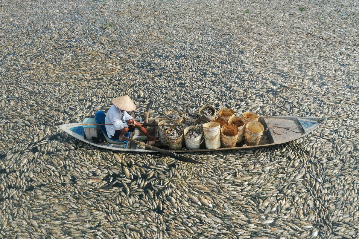 Susza w Wietnamie niszczy gospodarkę. Zabija setki tysięcy ryb, zagraża kawie