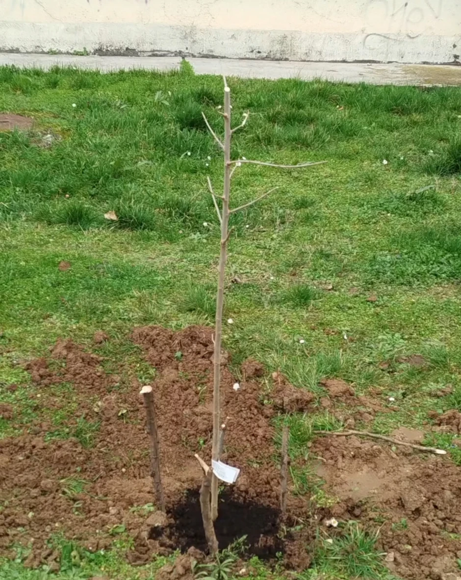 Komšije uglavnom blagonaklono gledaju na sadnju drveća