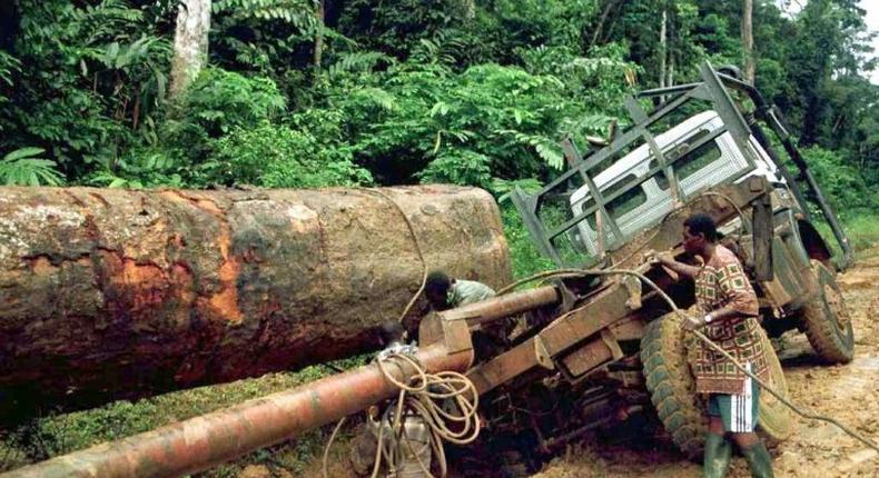 Timber treasure: Gabon is home to rich tropical forests -- but its stewardship is coming under close scrutiny by environmental watchdogs