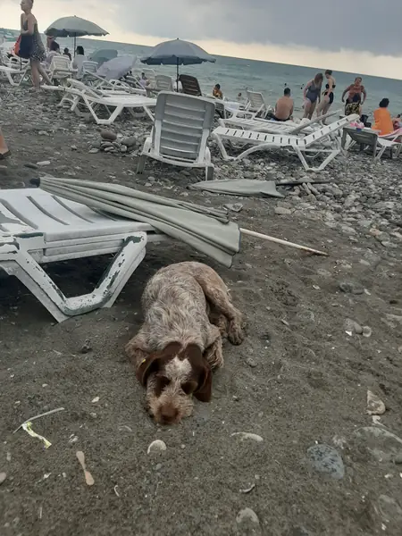 Bezpański piesek na plaży w Batumi