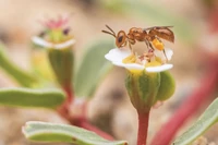 Ta pszczoła jest tak mała, że trudno ją dostrzec. Badacze stosują sprytny trik