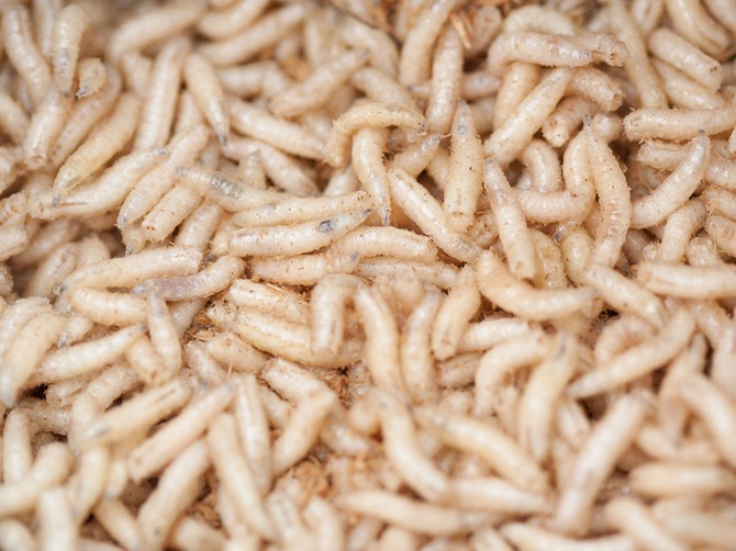 63546_crvi-foto-shutterstock