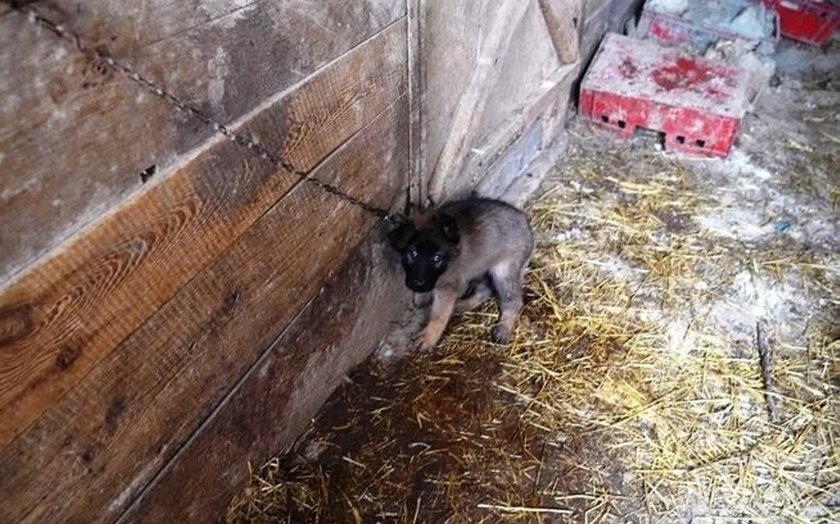 Zagłodzone niemal na śmierć. Sto psów czeka na pomoc