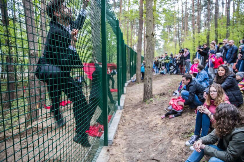 W zoo powstał azyl dla wilków