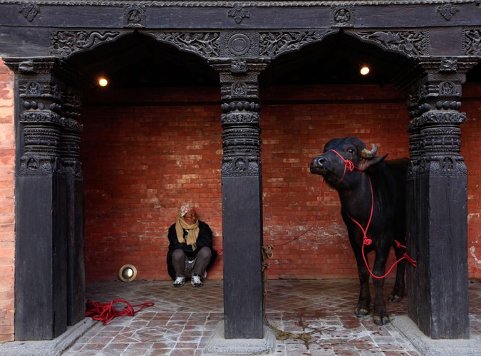 Byk przygląda się uroczystym obchodom święta Seekali w Katmandu