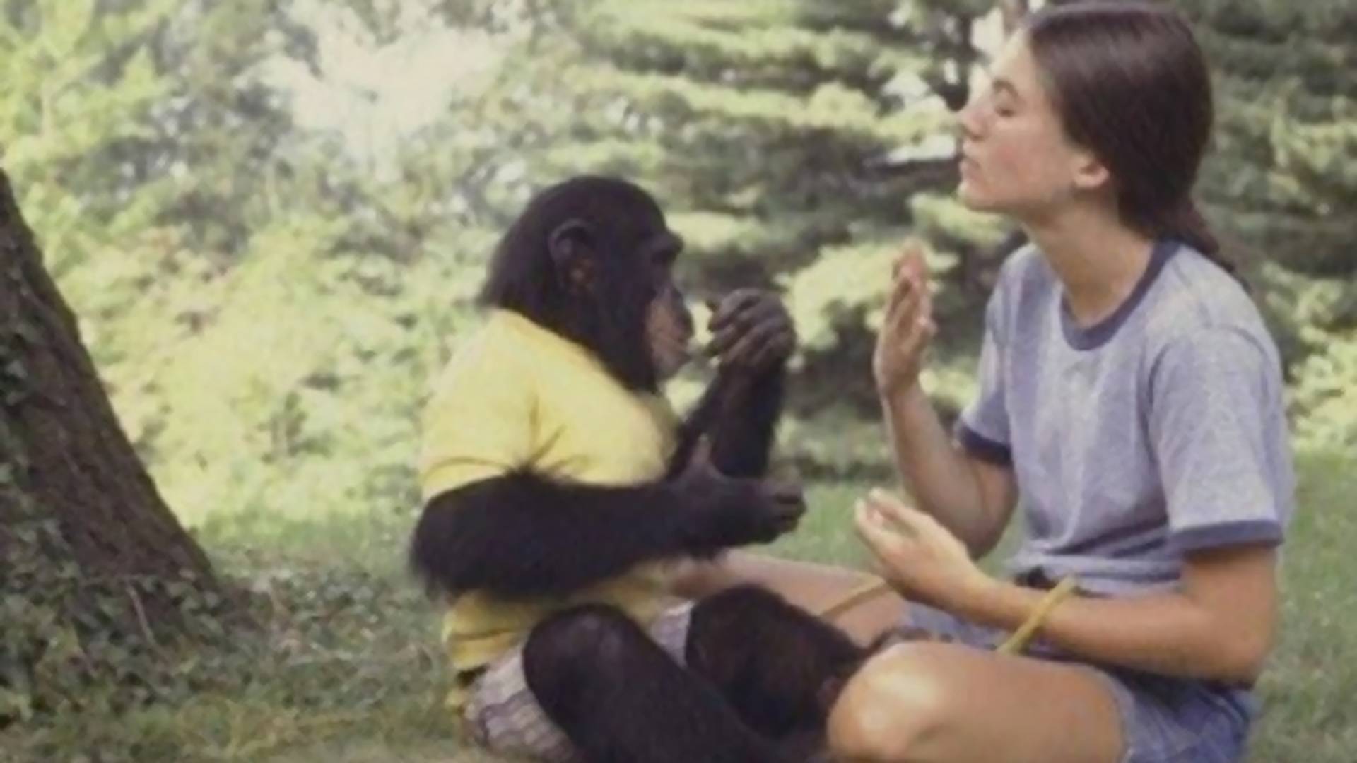 Priča o šimpanzi od koje je svet zanemeo