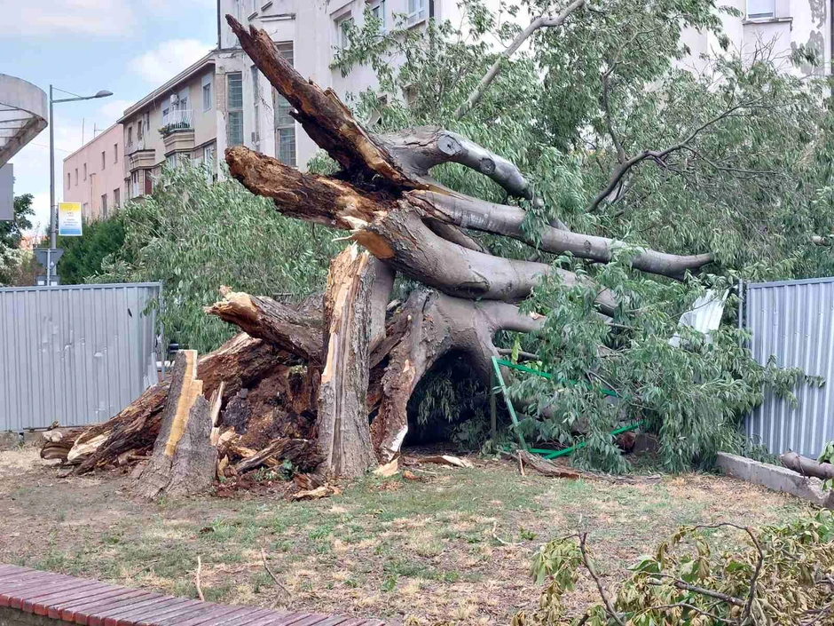 Koprivić - simbol Novog Sada