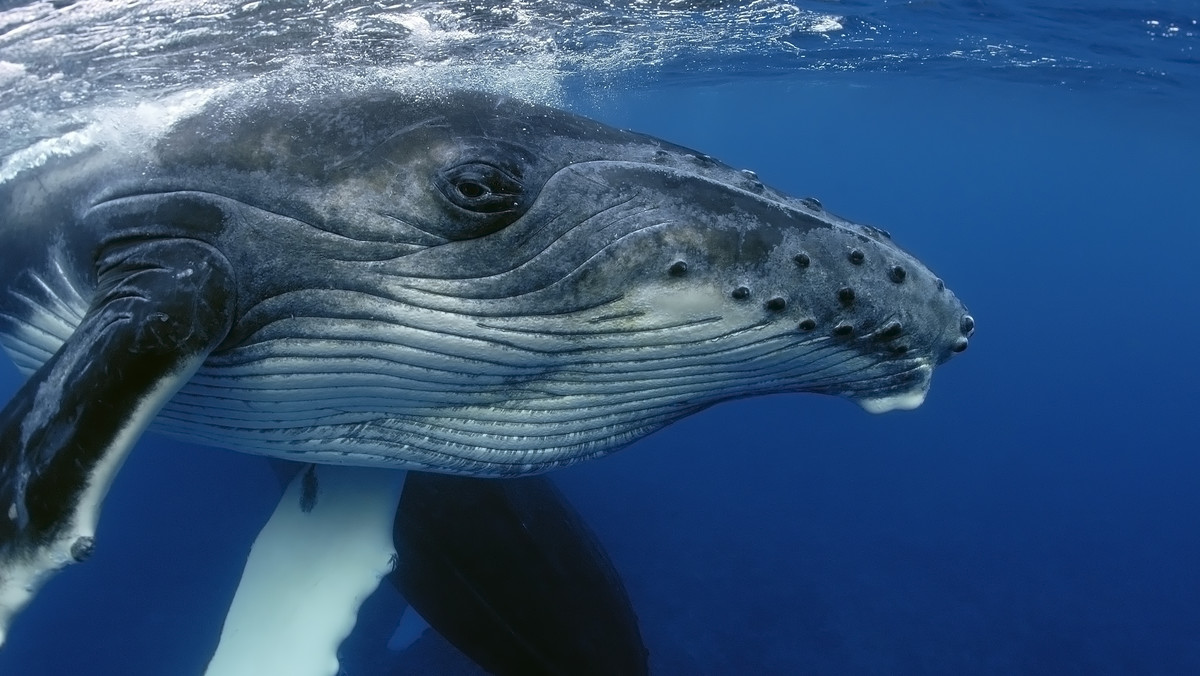 Amerykański fotograf uchwycił moment, w którym wynurzający się z oceanu wieloryb złapał przez przypadek w swoją paszczę lwa morskiego.