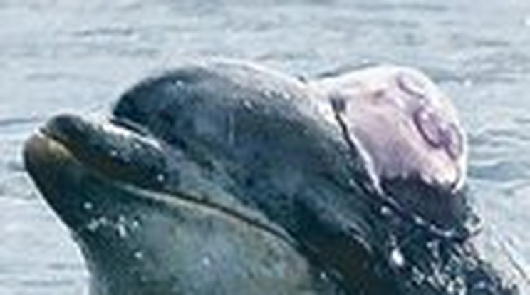 Hihetetlen! Medúzasapkában úszik a delfin