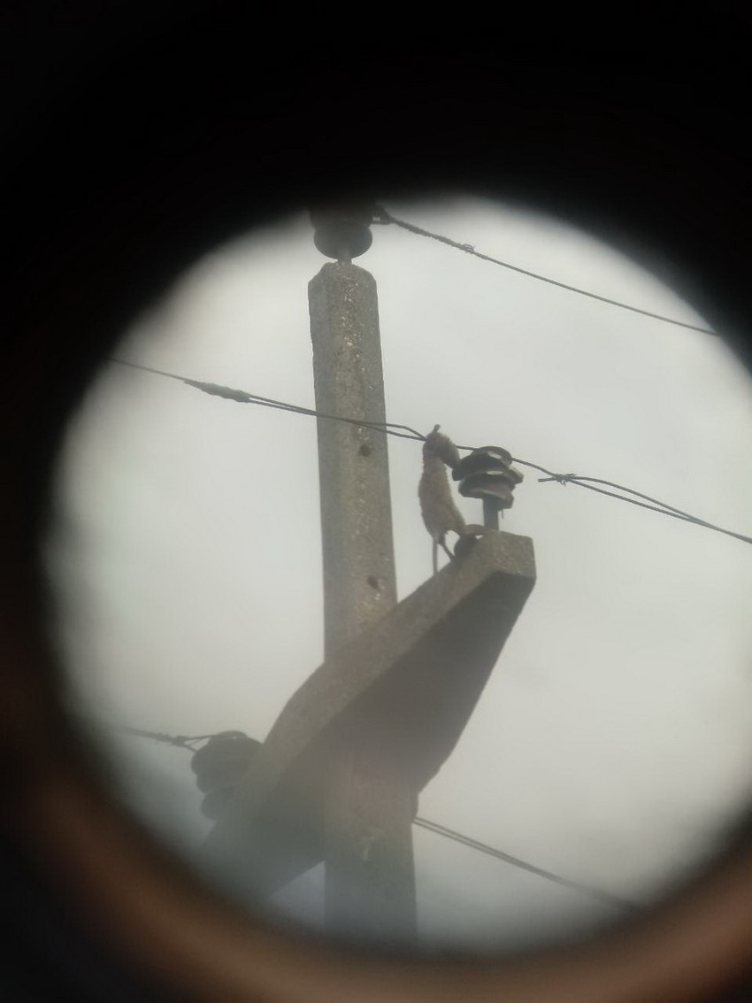 Pacov na banderi izazvao kuršlus