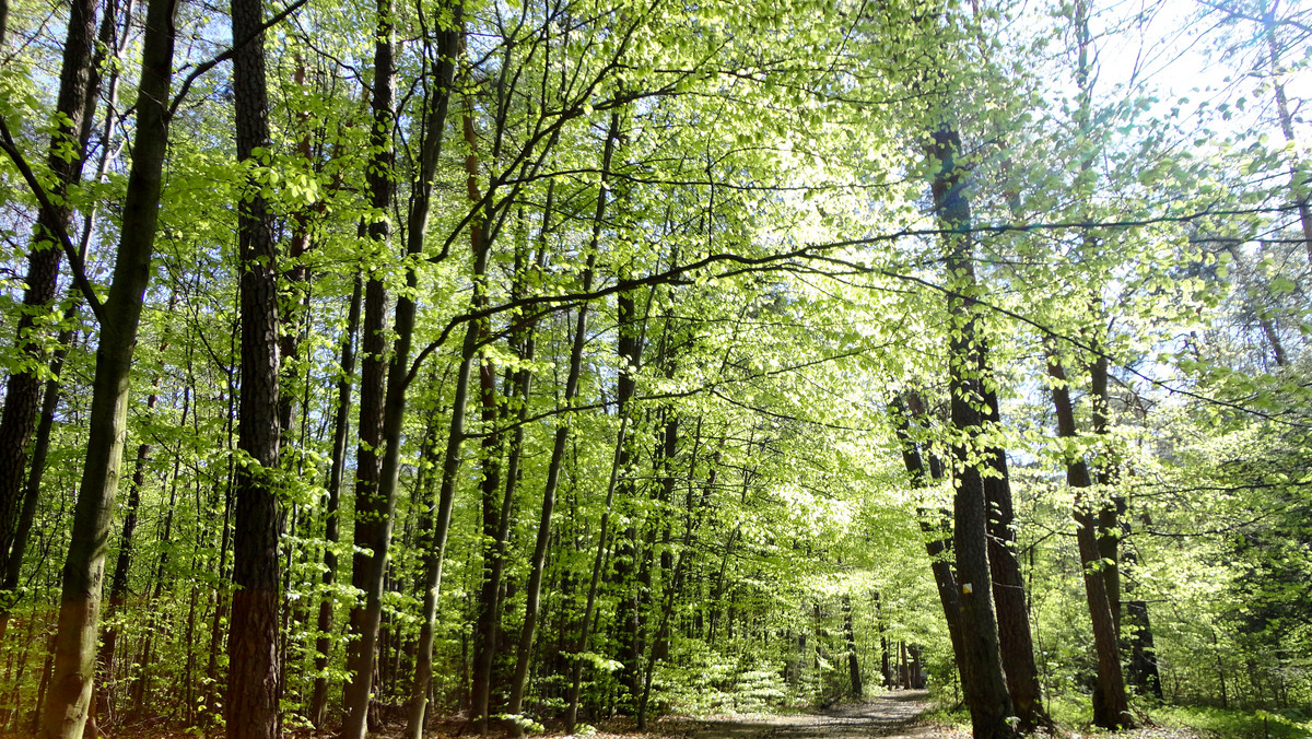 - Leśnicy z Regionalnej Dyrekcji Lasów Państwowych w Szczecinie w marcu i kwietniu na blisko 5 tys. hektarów posadzą około 40 mln sadzonek – poinformowała rzeczniczka dyrekcji Jolanta Sojka.